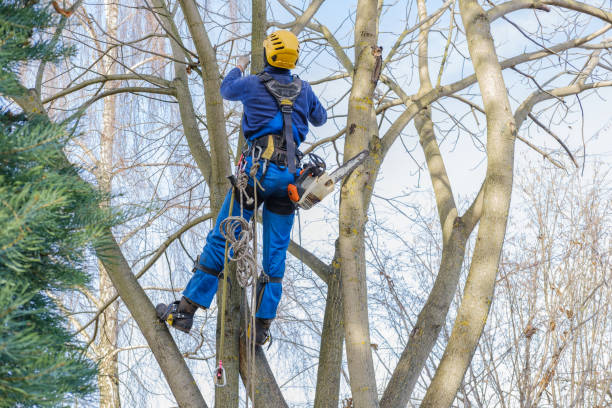 How Our Tree Care Process Works  in  Turley, OK